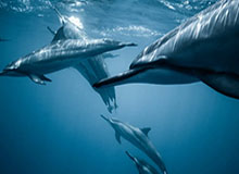 星空体育平台-开云下载：云端加速让下载体验焕然一新